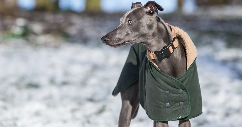 Windhund Rasse im Porträt: Charakter, Haltung und Pflege im Überblick
