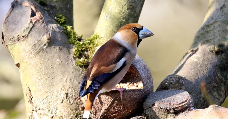 Welche Kritik gibt es an Cashewkernen?