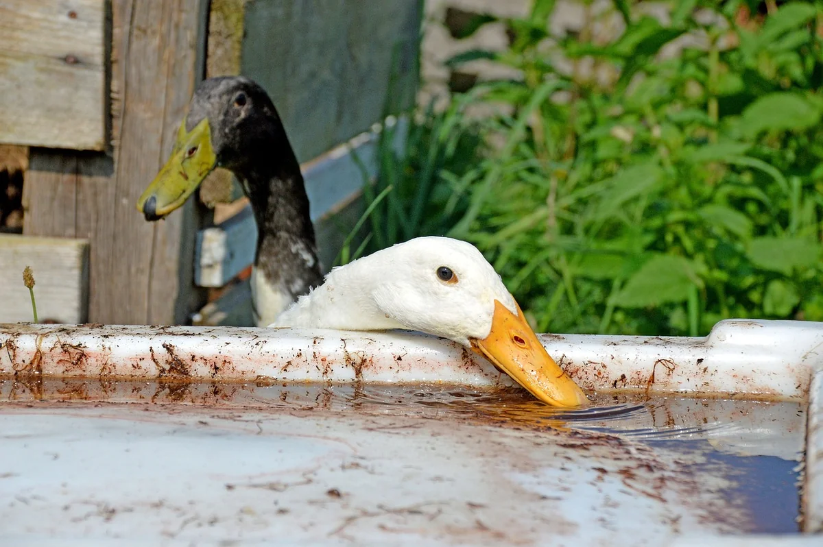 Wo finde ich lustige Geburtstagsbilder kostenlos?