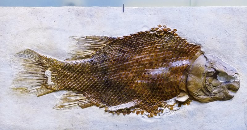 Quastenflosser: Das lebende Fossil, das die Evolution neu schreibt